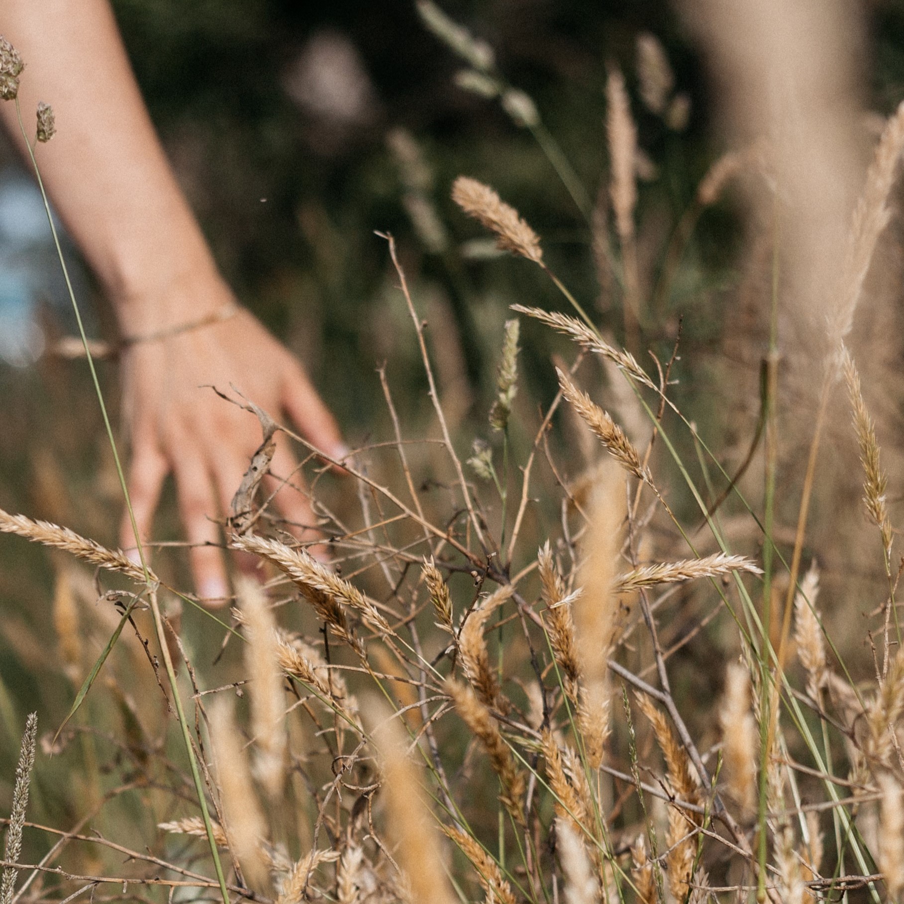 A hand running through strands of grass.